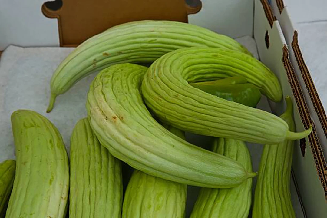 Armenian cucumber