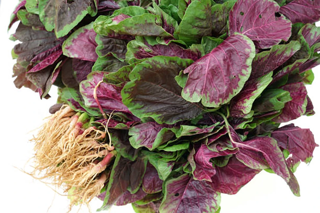 Amaranthus tricolor