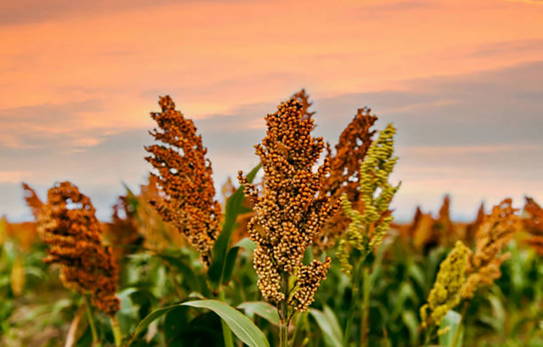 Sorghum